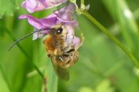 Eucera longicornis