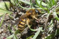 Halictus