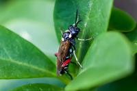 Macrophya punctumalbum