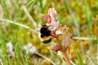 Bombus