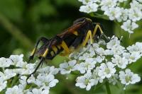 Macrophya montana