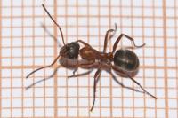 Formica rufibarbis