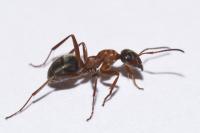 Formica rufibarbis