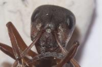 Formica rufibarbis