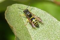 Ancistrocerus nigricornis