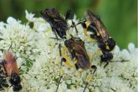 Macrophya montana