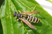 Polistes dominula