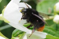 Bombus lapidarius