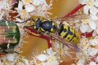 Vespula vulgaris