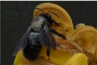 Xylocopa violacea