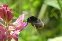 Bombus lapidarius