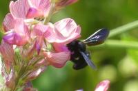 Xylocopa