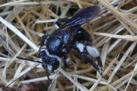 Andrena agilissima