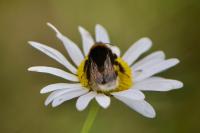 Bombus