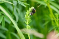 Bombus
