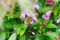 Bombus