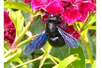 Xylocopa
