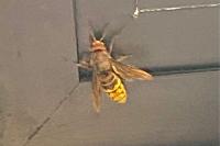 Vespa crabro