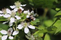 Bombus