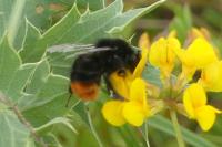 Bombus lapidarius
