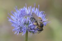Lasioglossum