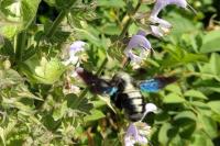 Xylocopa violacea