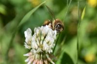 Apis mellifera