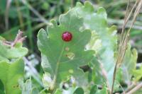 Cynips quercusfolii