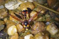 Delta unguiculatum