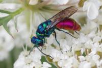 Chrysis