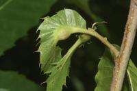 Dryocosmus kuriphilus