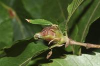 Dryocosmus kuriphilus