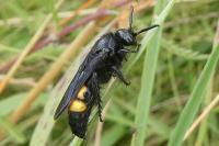 Scolia hirta