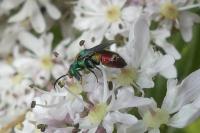 Chrysis ignita