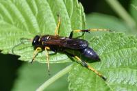 Sceliphron caementarium