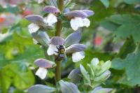 Xylocopa violacea