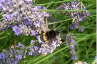 Bombus sp (terrestris/lucorum/cryptarum/magnus)