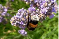 Bombus sp (terrestris/lucorum/cryptarum/magnus)