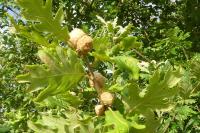 Andricus fecundatrix