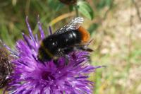 Bombus lapidarius