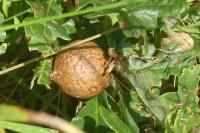 Andricus kollari