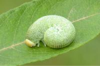 Trichiosoma