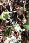 Ammophila sabulosa