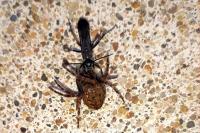 Deuteragenia