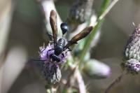 Isodontia mexicana
