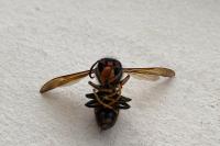 Vespa velutina
