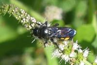 Scolia hirta