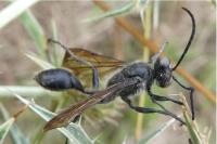 Isodontia mexicana