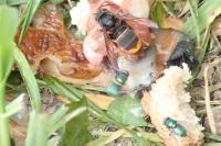 Vespa velutina