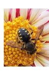 Anthidium septemspinosum
